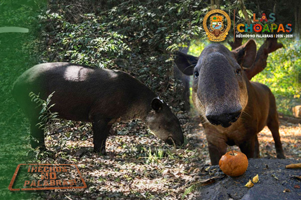 73tapirpanchito.jpg