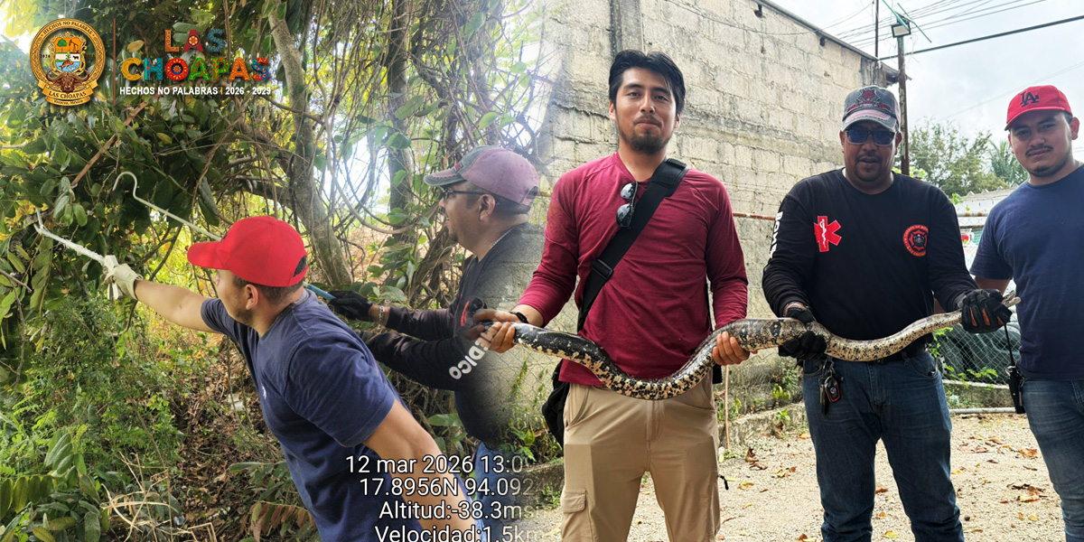 Protección civil atendió un reporte sobre el avistamiento de un reptil "Orchan" en el Libramiento de la Anáhuac