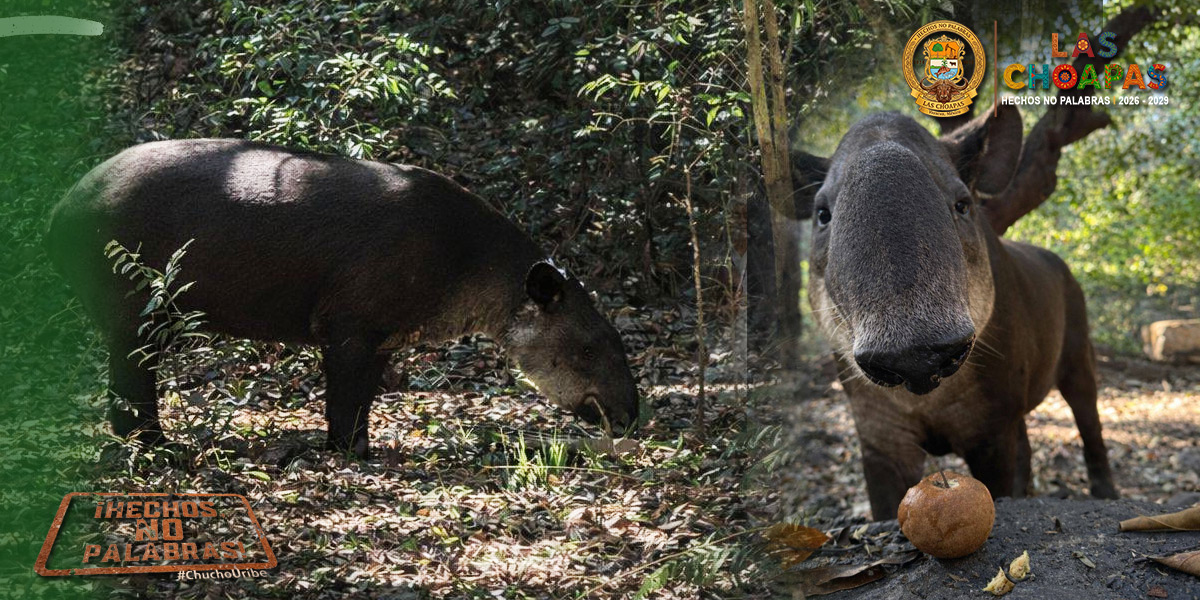 Bajo cuidados especializados: así continúa la recuperación del tapir rescatado en Las Choapas.
